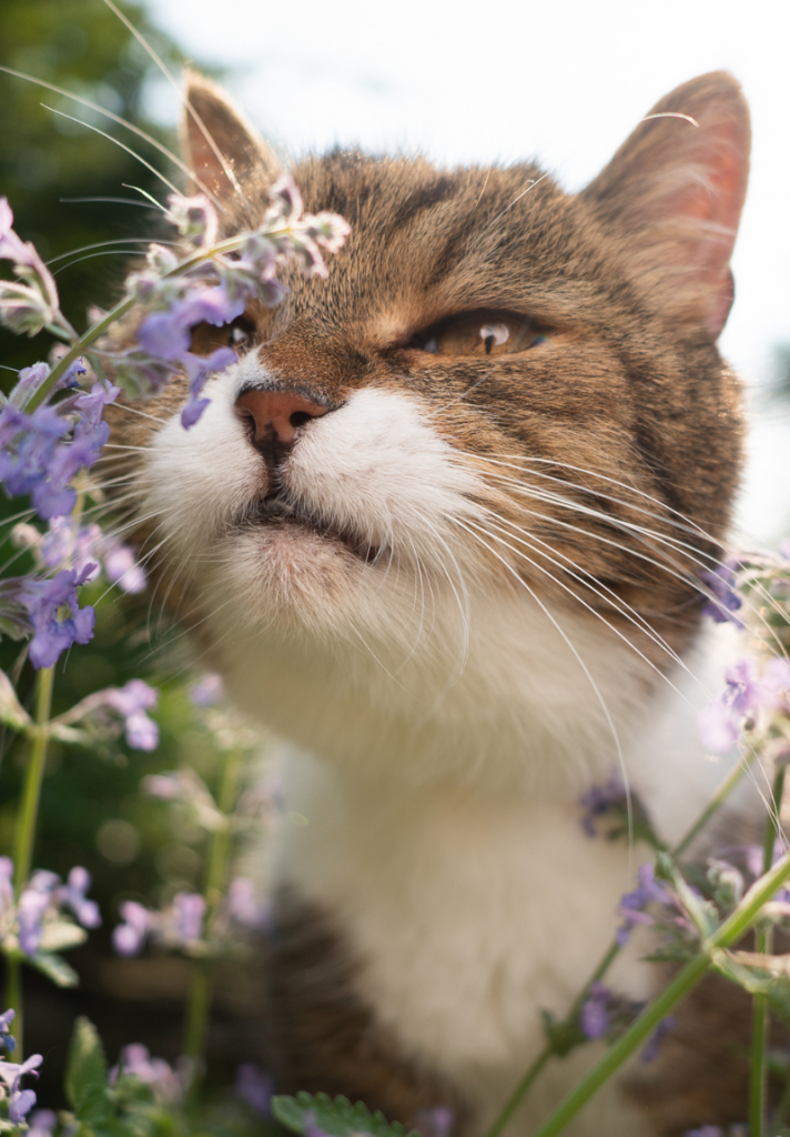 Whiskers Animal Rescue and Sanctuary